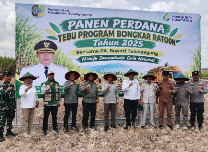 produksi tebu